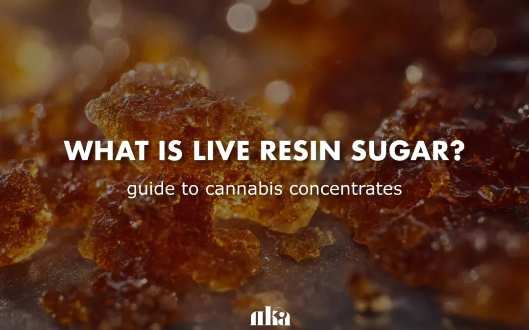 What Is Live Resin Sugar? The Ultimate Guide To Premium Cannabis Concentrates