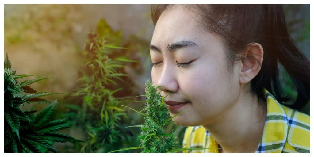 Cannabis and Anxiety Strains: Strains Commonly Reported to Be Calming