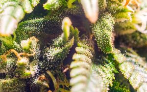 Top Flavorful Weed Strains You’ll Love | Buy Weed Strains